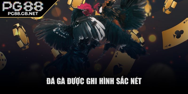 Đá gà được ghi hình sắc nét